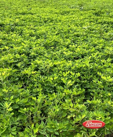 gioi-thieu-5ngonfood